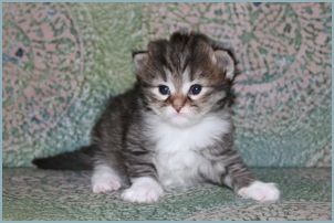 Male Siberian Kitten from Deedlebug Siberian